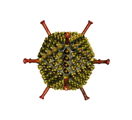 Naked Adenovirus