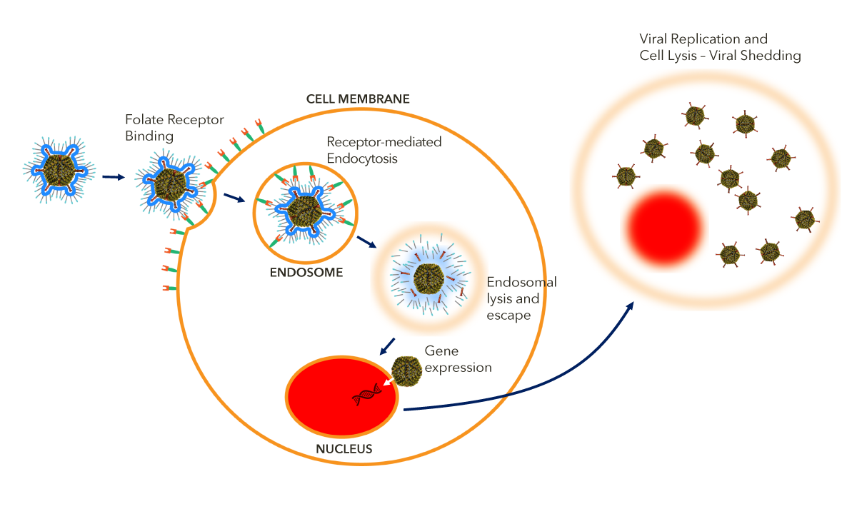 ONCoat™ Virus Uptake Mechanism